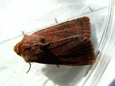 Square-spot Rustic